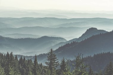 Kozalaklı bir köknar ağacı ormanıyla kaplı bir dağ. Romanya 'daki Karpatlar' dan manzara manzarası