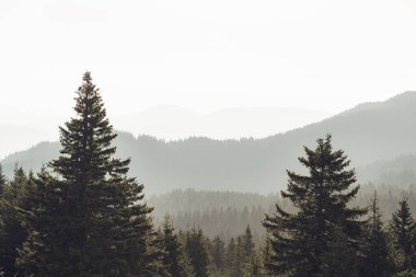 Kozalaklı bir köknar ağacı ormanıyla kaplı bir dağ. Romanya 'daki Karpatlar' dan manzara manzarası