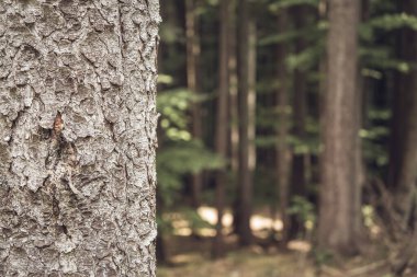 Close up detail with a tree trunk in the forest. Abstract photography.