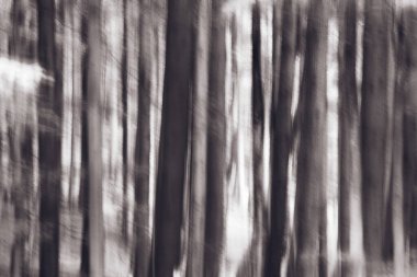 Ormanlı, kasıtlı olarak çekilmiş bir fotoğraf. Huysuz, ürkütücü fotoğraf sanatı