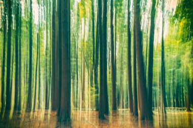 Ormanlı, kasıtlı olarak çekilmiş bir fotoğraf. Huysuz, ürkütücü fotoğraf sanatı