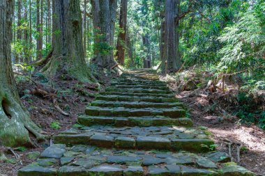 Kumano Kodo 'nun bir parçası olan antik sedir ormanının içinden geçen kaldırım taşı yolu Japonya' daki Nakahechi Daimon-saka Pilgrim Yolu..