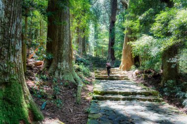 Kumano Kodo 'nun bir parçası olan antik sedir ormanının içinden geçen kaldırım taşı yolu Japonya' daki Nakahechi Daimon-saka Pilgrim Yolu..