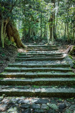 Kumano Kodo 'nun bir parçası olan antik sedir ormanının içinden geçen kaldırım taşı yolu Japonya' daki Nakahechi Daimon-saka Pilgrim Yolu..
