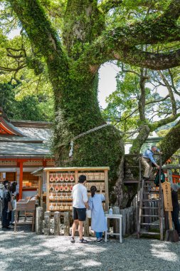 Nachi-Katsuura, Japonya - 05.09.2024: Shorei-sha Tapınağı Tainai-Kuguri (Dar Kutsanmış Mağara). Kumano Nachi Taisha Tapınağı 'ndaki 850 yıllık kutsal kafur ağacı..