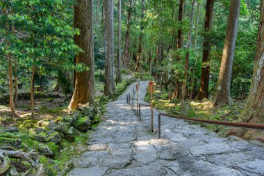 Kumano Kodo 'nun bir parçası olan antik sedir ormanının içinden geçen kaldırım taşı yolu Japonya' daki Nakahechi Daimon-saka Pilgrim Yolu..