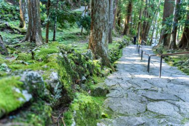 Kumano Kodo 'nun bir parçası olan antik sedir ormanının içinden geçen kaldırım taşı yolu Japonya' daki Nakahechi Daimon-saka Pilgrim Yolu..