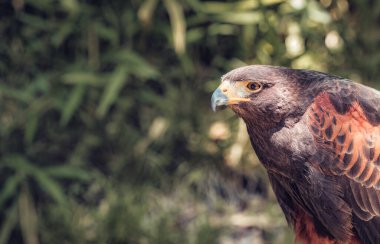 Harris 'in şahini (Parabuteo unicinctus) ile yakın plan. Yırtıcı bir kuşun portresi.