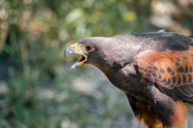 Close up detail with a Harris s hawk (Parabuteo unicinctus). Portrait of a bird of prey. clipart