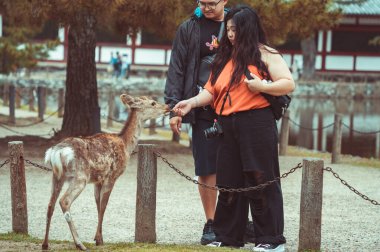 Nara, Japonya - 05.06.2024: Japonya 'nın Nara kentinde sika geyiğini krakerle besleyen turist.