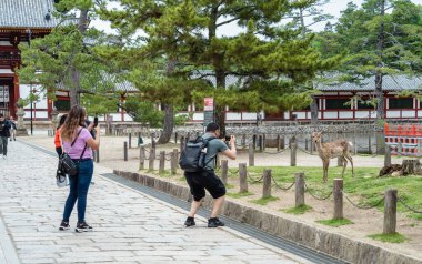 Nara, Japonya - 05.06.2024: Nara 'da sika geyikleriyle fotoğraf çeken turistler.