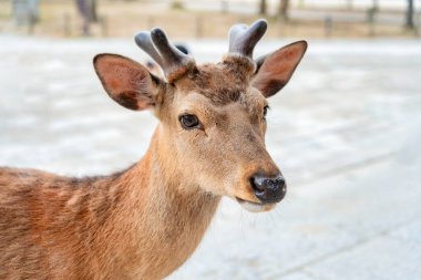 Japonya 'daki Nara parkında bir sika geyiğinin yakın portresi..