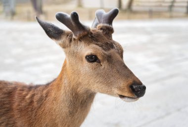 Japonya 'daki Nara parkında bir sika geyiğinin yakın portresi..