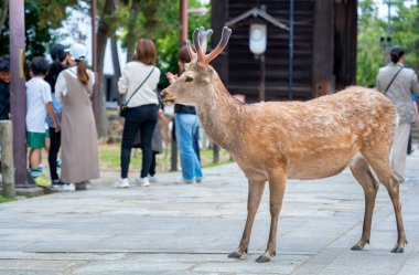 Japonya 'daki Nara parkında bir sika geyiğinin yakın portresi..