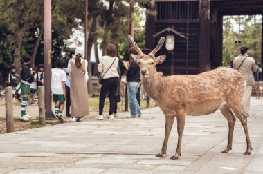 Japonya 'daki Nara parkında bir sika geyiğinin yakın portresi..