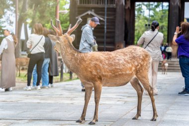 Japonya 'daki Nara parkında bir sika geyiğinin yakın portresi..