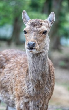 Japonya 'daki Nara parkında bir sika geyiğinin yakın portresi..