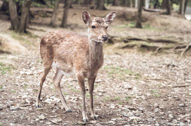 Japonya 'daki Nara parkında bir sika geyiğinin yakın portresi..