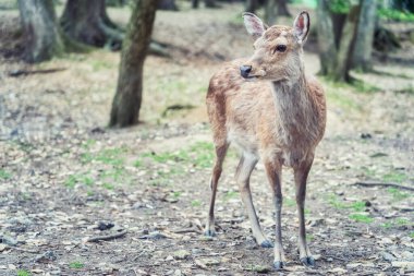 Japonya 'daki Nara parkında bir sika geyiğinin yakın portresi..