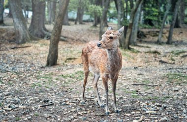 Japonya 'daki Nara parkında bir sika geyiğinin yakın portresi..