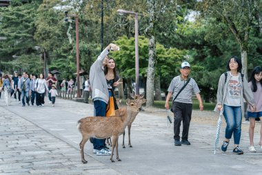 Nara, Japonya - 05.06.2024: Nara 'da sika geyikleriyle fotoğraf çeken turistler.