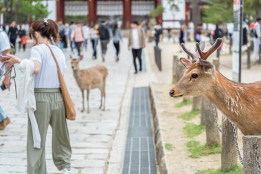 Japonya 'daki Nara parkında bir sika geyiğinin yakın portresi..