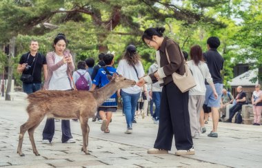 Nara, Japonya - 05.06.2024: Mutlu turist, Japonya 'nın Nara kentindeki Sika geyiğini krakerle besliyor.