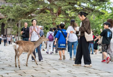 Nara, Japonya - 05.06.2024: Nara 'da sika geyikleriyle fotoğraf çeken turistler.