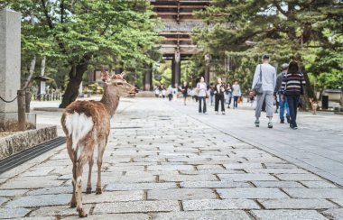 Nara, Japonya - 05.06.2024: Nara kentindeki sokaklarda turistler ve sika geyikleri geziniyor,