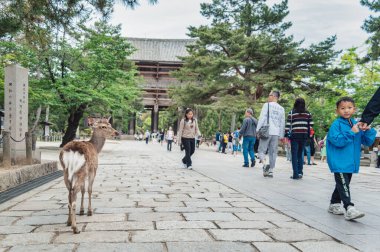Nara, Japonya - 05.06.2024: Nara kentindeki sokaklarda turistler ve sika geyikleri geziniyor,