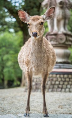 Japonya 'daki Nara parkında bir sika geyiğinin yakın portresi..