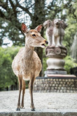 Japonya 'daki Nara parkında bir sika geyiğinin yakın portresi..
