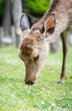 Japonya 'daki Nara parkında otlayan bir sika geyiğinin yakın portresi..
