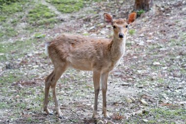 Japonya 'daki Nara parkında bir sika geyiğinin yakın portresi..