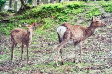 Japonya 'daki Nara parkında bir sika geyiğinin yakın portresi..