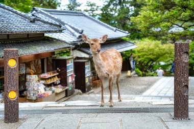 Japonya, Nara parkının sokaklarında vahşi bir bebek geyik.
