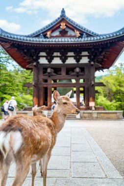 Japonya, Nara parkının sokaklarında vahşi bir bebek geyik.