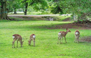 Japonya 'daki Nara parkındaki yeşil çayırda Sika geyiği otluyor..