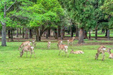 Japonya 'daki Nara parkındaki yeşil çayırda Sika geyiği otluyor..