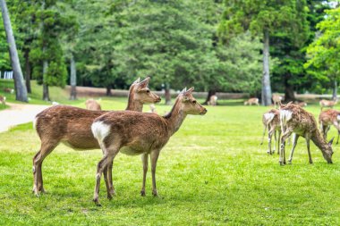 Japonya 'daki Nara parkındaki yeşil çayırda Sika geyiği otluyor..