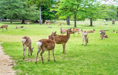 Japonya 'daki Nara parkındaki yeşil çayırda Sika geyiği otluyor..