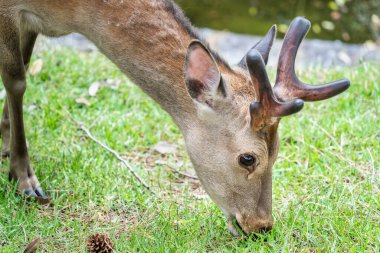 Japonya 'daki Nara parkında otlayan bir sika geyiğinin yakın portresi..