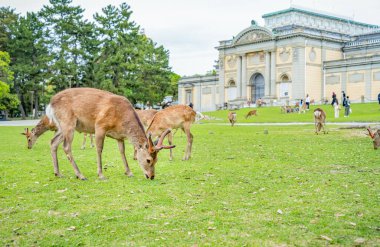Japonya 'daki Nara parkındaki yeşil çayırda Sika geyiği otluyor..