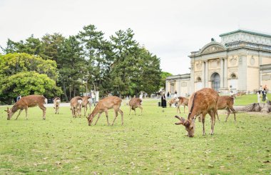 Japonya 'daki Nara parkındaki yeşil çayırda Sika geyiği otluyor..