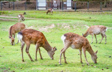 Japonya 'daki Nara parkındaki yeşil çayırda Sika geyiği otluyor..