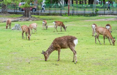 Japonya 'daki Nara parkındaki yeşil çayırda Sika geyiği otluyor..