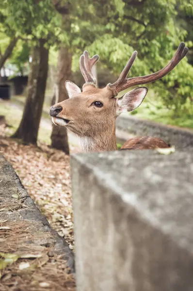 Japonya 'daki Nara parkında bir sika geyiğinin yakın portresi..