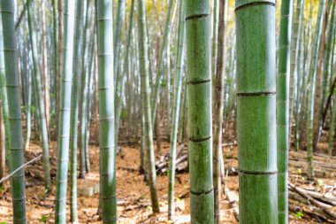 Kyoto 'daki Arashiyama Bambu Ormanı' nda bambu ağaçları var. Ayrıntıları kapat.