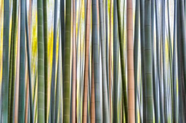 Bambu ağacı dokusu. Hareket bulanıklığı efekti uygulandı.