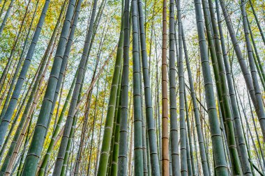 Kyoto 'daki Arashiyama Bambu Ormanı' nda bambu ağaçları var..
